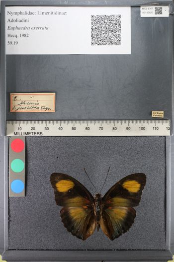 Media type: image;   Entomology 142620